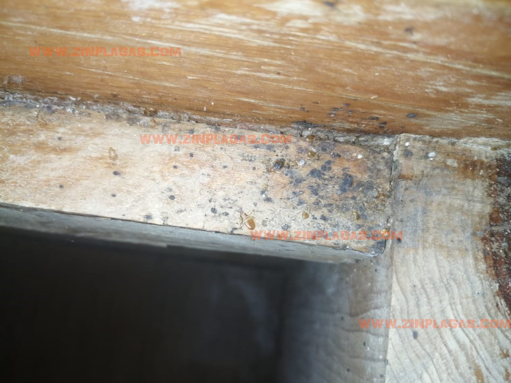 NIDO DE CHINCHES DE CAMA EN BASE DE MADERA